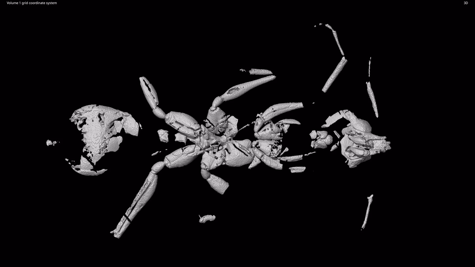 Hallazgo Histórico: Descubren en Brasil el Fósil de Hormiga Más Antiguo del Mundo, de 113 Millones de Años