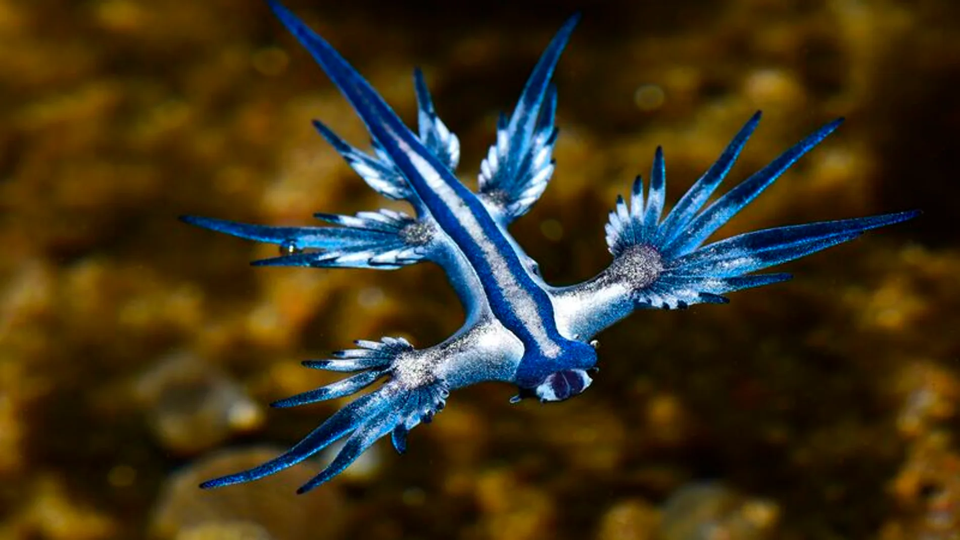 El Dragón Azul, la criatura que está cerrando playas en España