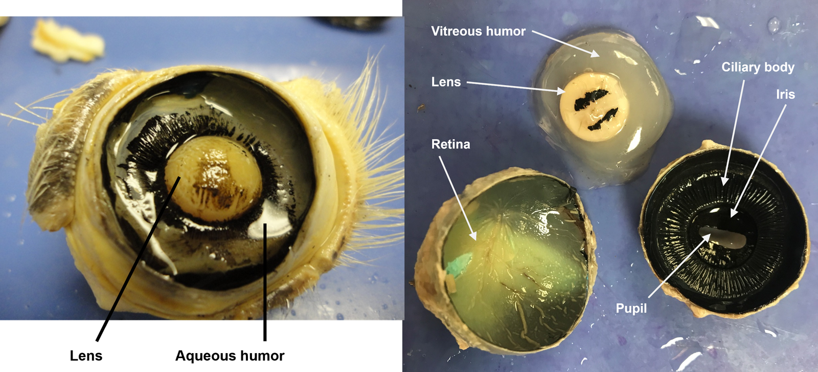Corte anatómico de un ojo: la retina reviste la parte interior del globo ocular