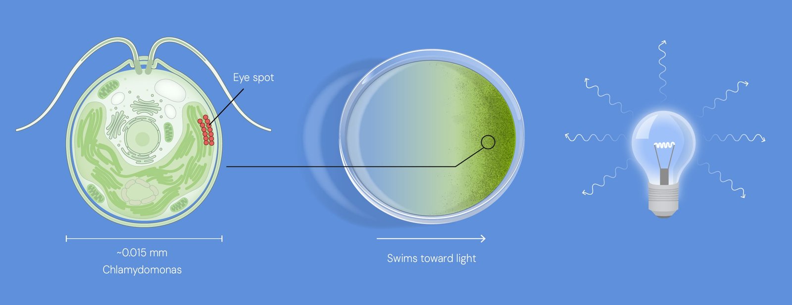 El alga Chlamydomonas detecta la luz con su mancha ocular y nada hacia la fuente: el organismo en el que Hegemann y Nagel descubrieron la channelrhodopsina