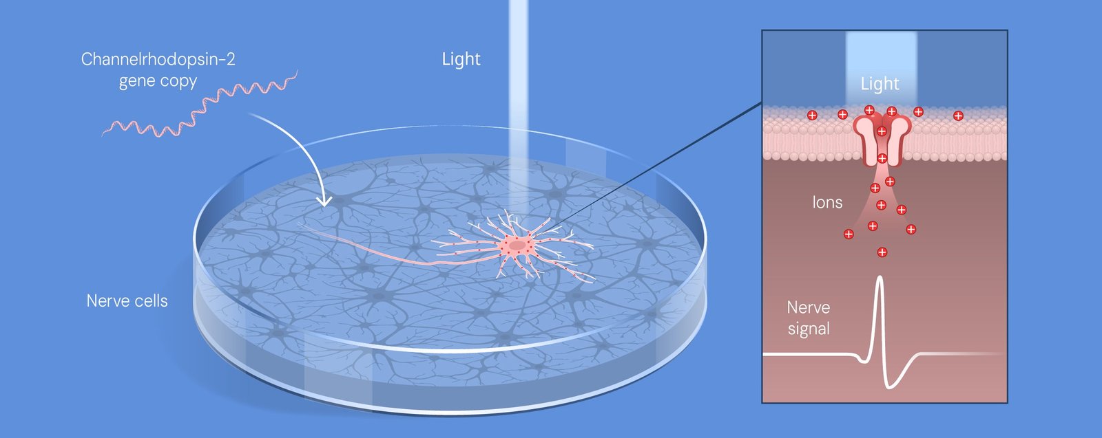 Esquema del experimento de Deisseroth: el gen de la channelrhodopsina-2 introducido en neuronas de laboratorio que disparan una señal nerviosa al recibir luz azul