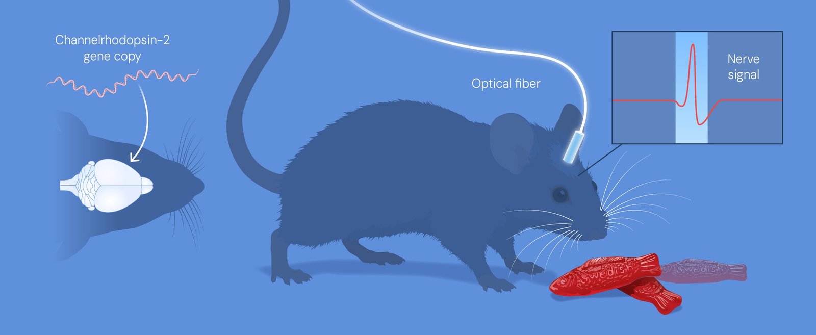 Optogenética en el cerebro vivo: una fibra óptica ilumina neuronas modificadas dentro del cerebro de un ratón y provoca el movimiento de sus bigotes