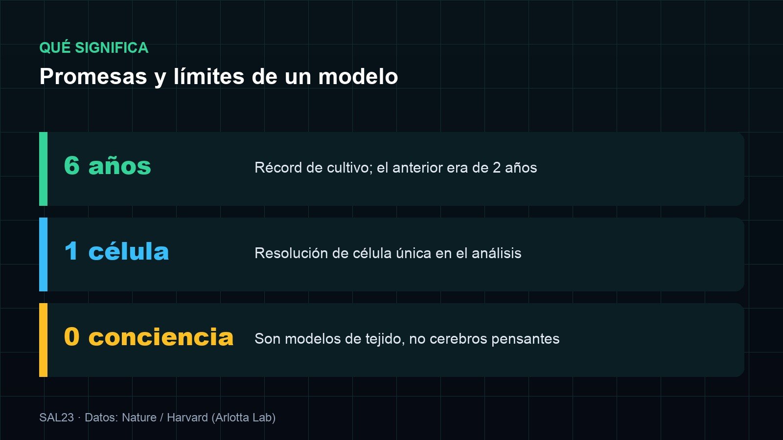 Tres ideas sobre el estudio: seis años de récord, análisis de célula única y cero conciencia, porque son modelos de tejido y no cerebros pensantes