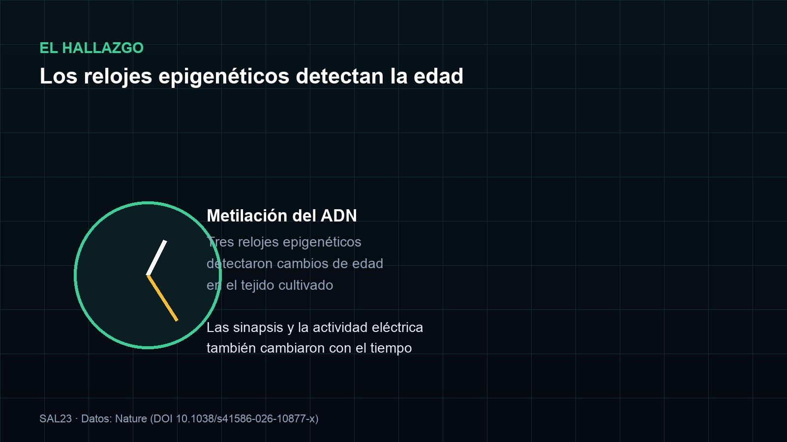 Esquema del hallazgo: la metilación del ADN y tres relojes epigenéticos detectan cambios de edad en el tejido cultivado, y las sinapsis y la actividad eléctrica cambian con el tiempo