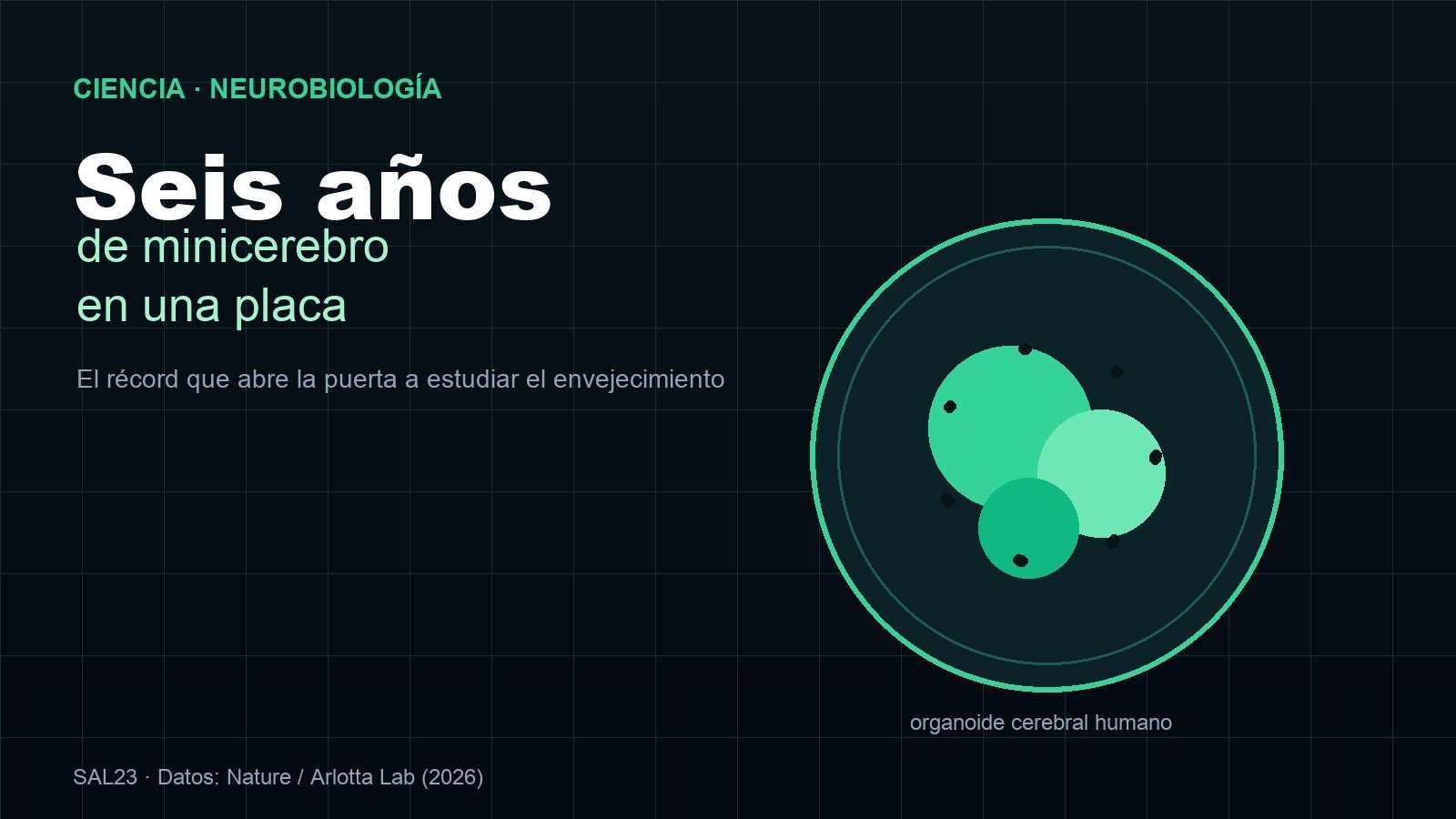 Minicerebros de seis años para estudiar el envejecimiento